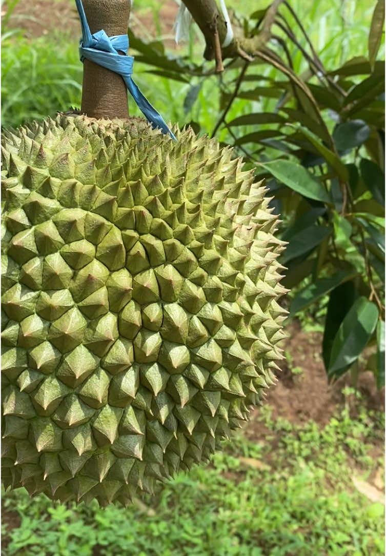 Blackthorn jumbo #durian #blackthorn 