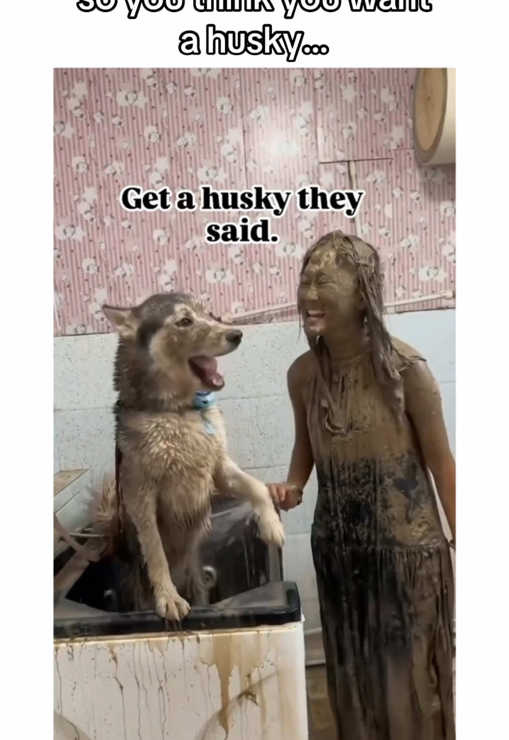 what in the world of husky did i just watch #creatorsearchinsights #husky #huskies #siberianhusky #PetsOfTikTok #dogsoftiktok #brownhusky #cutehusky #cutehuskies #cutedog #cutedogs #puppiesoftiktok #huskiesoftiktok #dog #dogvideos #cutepuppy #huskylife #dogs 