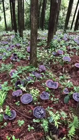 🍄👀 Essas não são flores!! Você conhece esse cogumelo? É o Reishi, também conhecido como o 