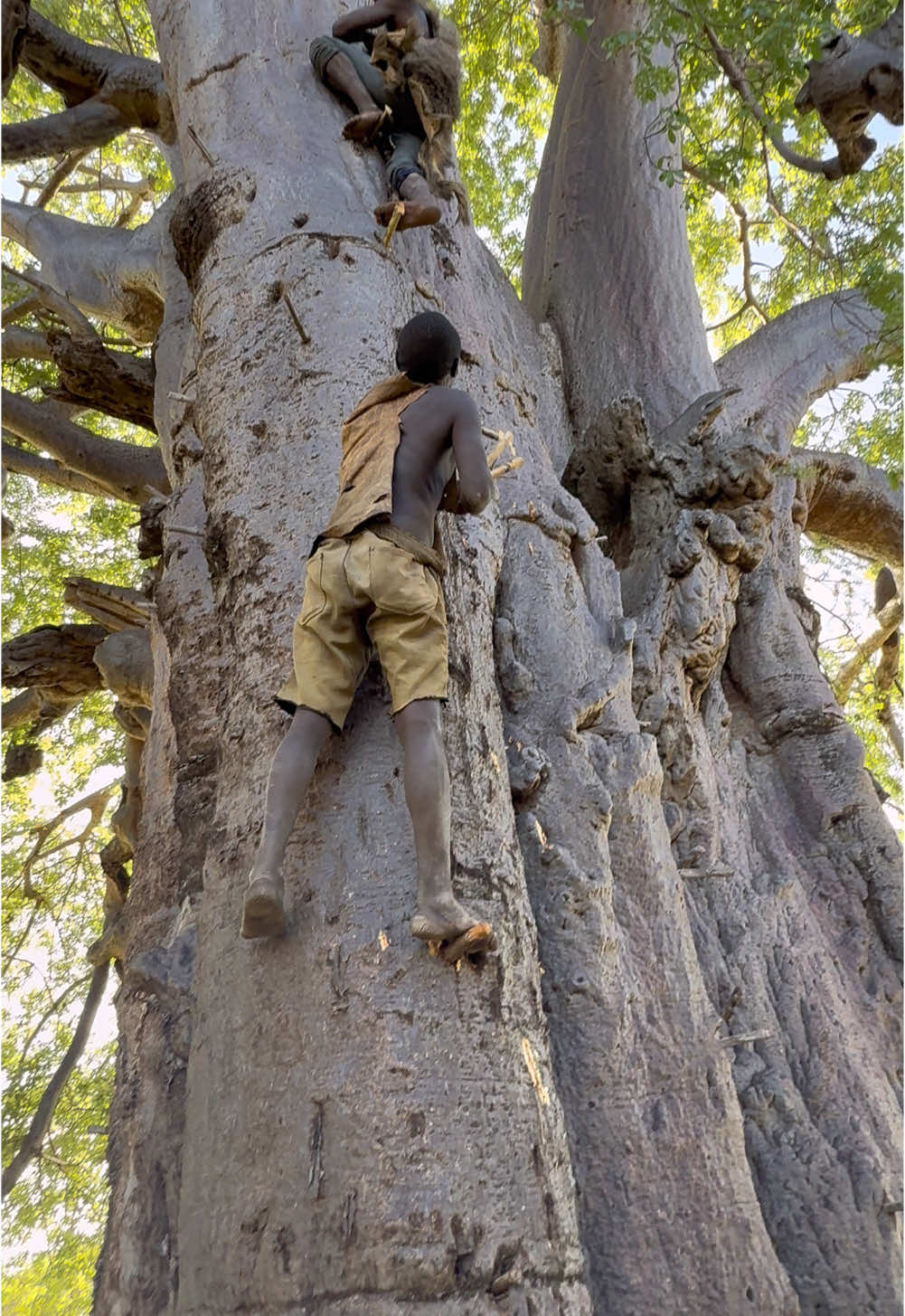 Wow 😮 Unbelievable See how bushmen climb a Big tree to collect Bee Honey 🐝 🍯 #hadzabetribe #africastories #villagelife #FoodLover #usa🇺🇸 #foodtiktok 