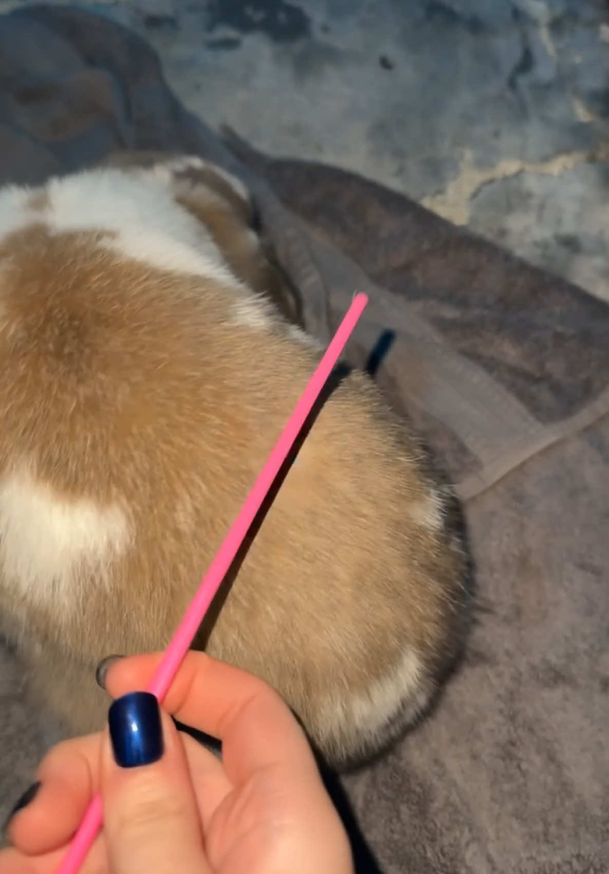 I CANT😭 #bunny #hollandlop #rabbitsoftiktok #cutebunny #dwarfrabbit #loprabbit #PetsOfTikTok #adorablepets 