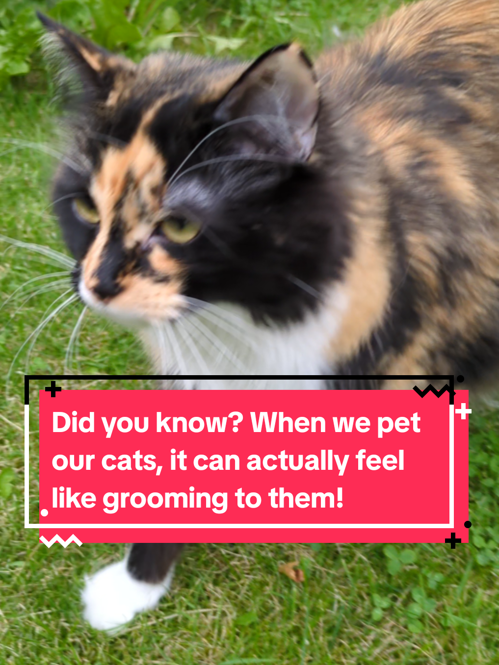 Did you know? When we pet our cats, it can actually feel like grooming to them! 😮 #catfacts #kittensoftiktok #catsoftiktok #catlovers #cattok 