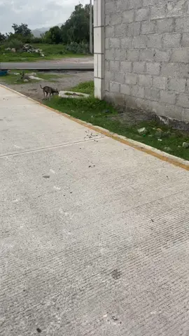 Este si se enojó 🤣  #PerrosDivertidos #PerrosGraciosos #VideosDeRisa #MascotasLocas #HumorPerruno #RisaGarantizada #PerrosTiktok #ViralDogs #DogLovers #MomentosGraciosos #TiktokAnimales #MascotasChistosas #ContenidoViral #PerrosEspantados #PerrosyHumor