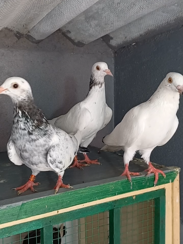 #KRISHLOFT #0779144758 #pigeonlovers #indianpigeons #trending #viral #tiktok #♥️♥️♥️♥️♥️♥️♥️♥️♥️♥️♥️♥️ 