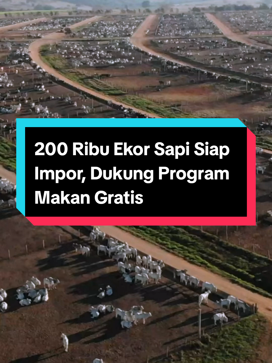 Cocok dengan iklim di Indonesia, 200 ribu ekor sapi Brasil siap diimpor, buat dukung program makan bergizi gratis. Bagaimana pendapat teman-teman semua?  Sumber: tirto.id #peternakanindonesia #peternakansapi #sapiindonesia #peternaksapiindonesia #makangratis #sapiimport 