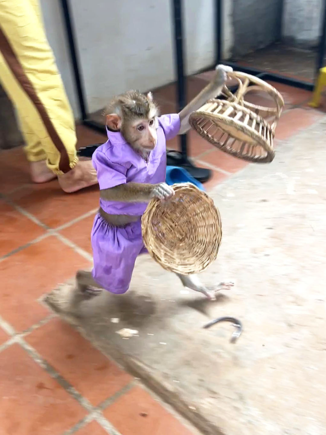 Wake Up Hunqry, Mody Carry Baskets To Prepare His Eating Area Without His Mom's C0mmand