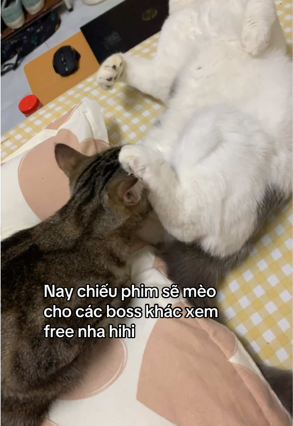 Phim sẽ căng nhất 2025 #funny #cattok #catsoftiktok 