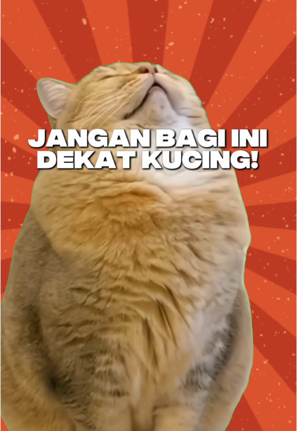 Elakkan tau! #bahayakucing #makanankucing #catvideo #tipskucing 