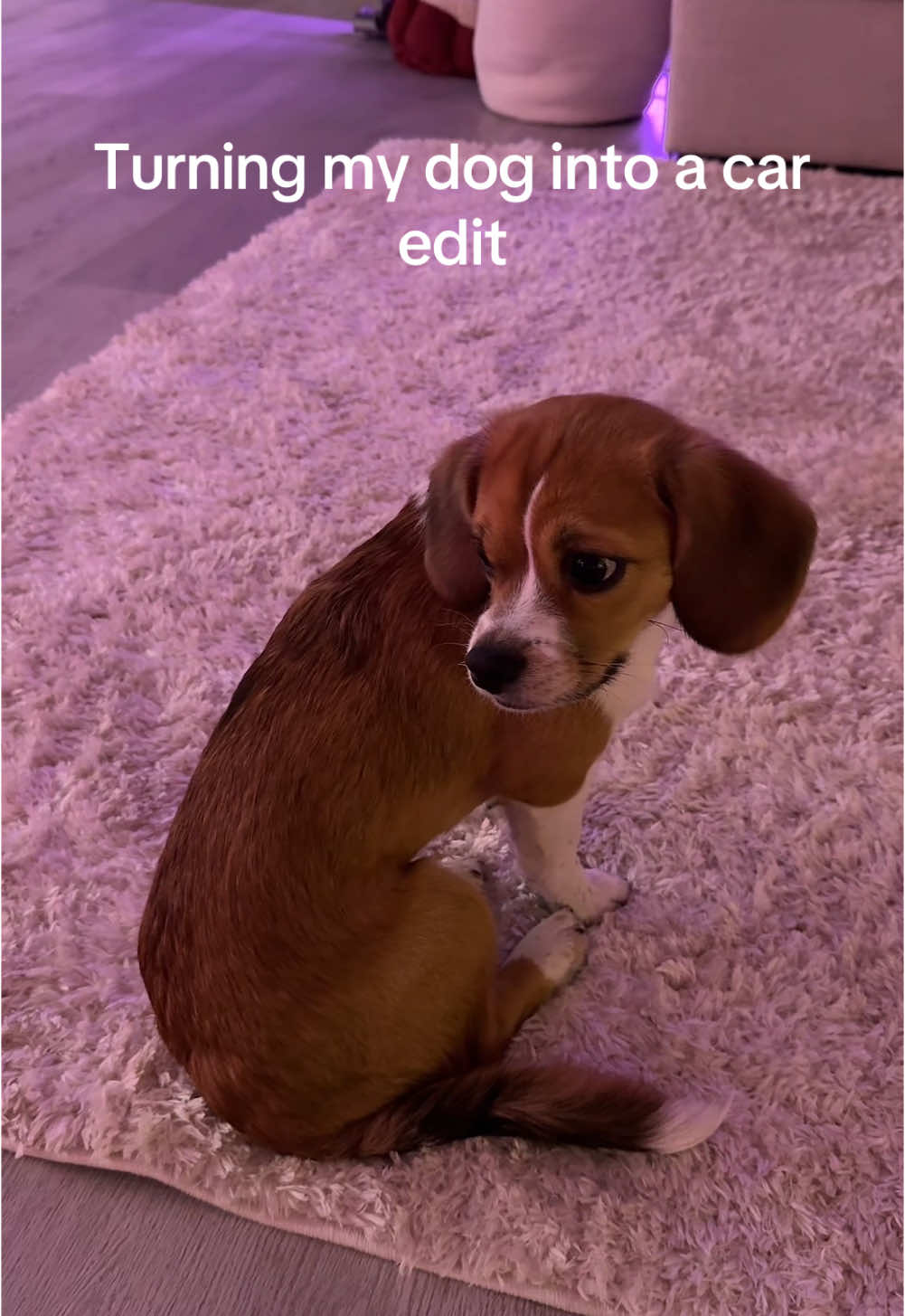 This was hard all he does is move lol#car #edit #lol #trending #blowthisup #capcut #puppytiktok #puppy #dog 