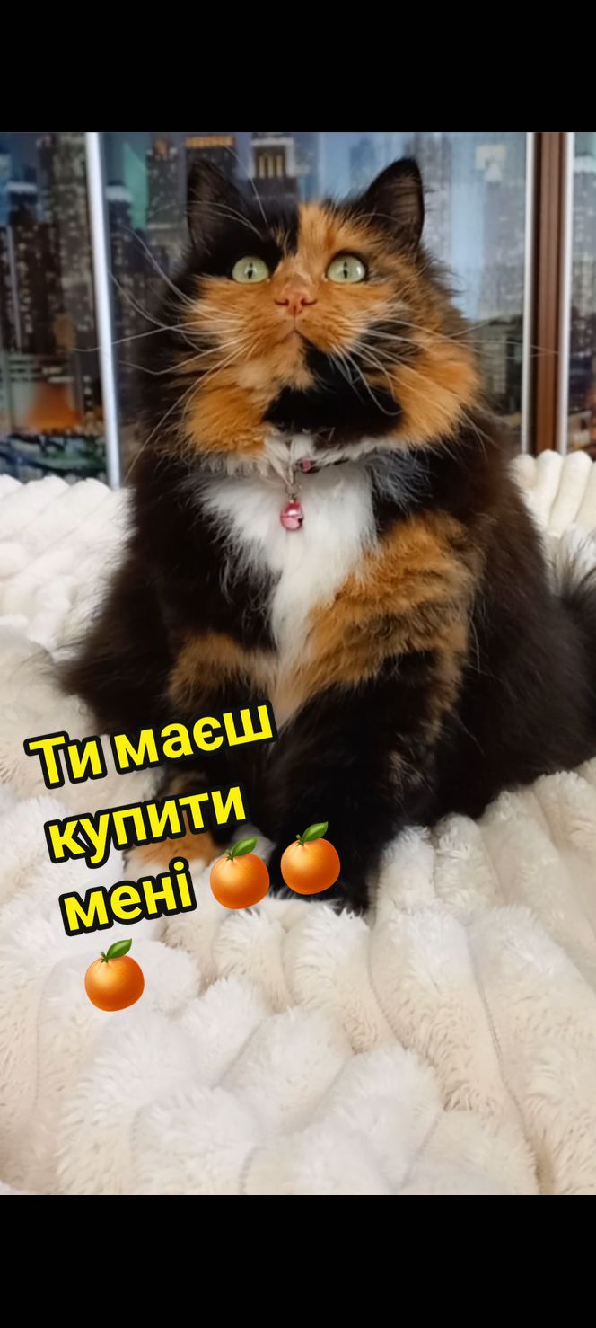 Ти маєш купити мені мандаринки 🍊🥹🫶🏼 #мандаринки #tangerine #kittycat #смішнікотики🐱 #rec 