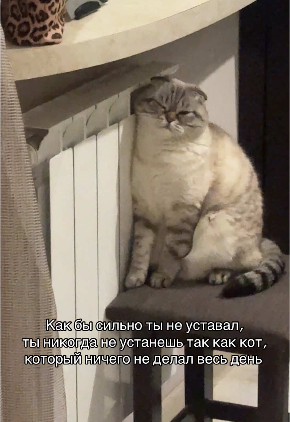 Задача кота-создавать уют🥹 #кот #харьков #смешной #люблюкота 