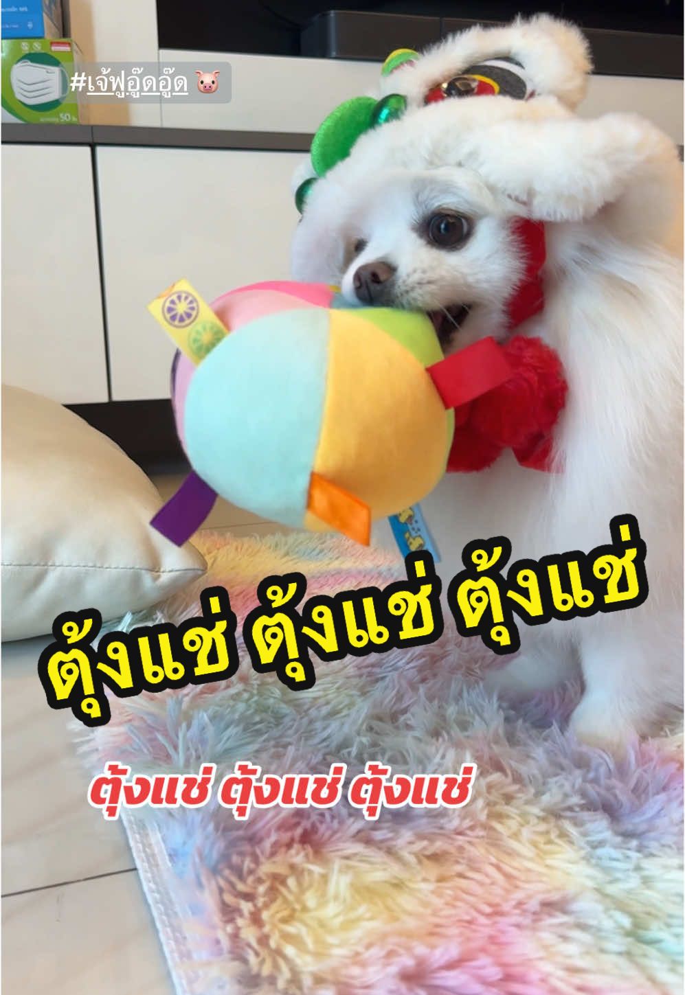 ตุ้งแช่ ตุ้งแช่ ตุ้งแช่ #เจ้ฟูอู๊ดอู๊ด🐷 #pomeranian #ทาสหมา #funnydog #tiktokสัตว์เลี้ยง #chinesenewyear 