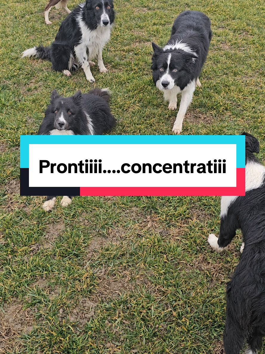 Prontiiii....concentratiiiii !!! #Nhâtalino #Nhât #Nhâtalinomonello #bordercollie #shetlandsheepdog #caniditiktok #dogsoftiktok #dogs #cani #canidivertenti #funnydog #addestramentocani #educatorecinofilo #doglover #amico4zampe