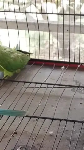 my cutie 🥰🥰🥰 parrot 🦜🦜🦜 #parrot #foryoupage #viralvideo #mithu #MoneySavingTips #talkingparrot #ConSantanderConecto 