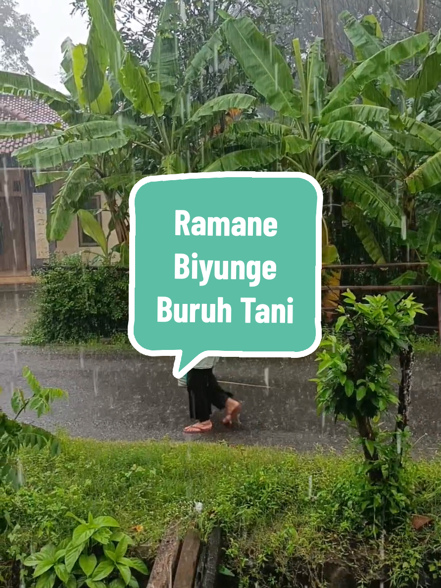 Bapak Ibu Buruh Tani #fyp #fypシ #foryou #foryourepage #foryourpages #dolangombong #gombong #kebumen #gombongkebumen #exploregombong #explorekebumen #tani #buruhtani #petani #petanimuda #sawah #persawahan #desa #pedesaan #sadvibes 