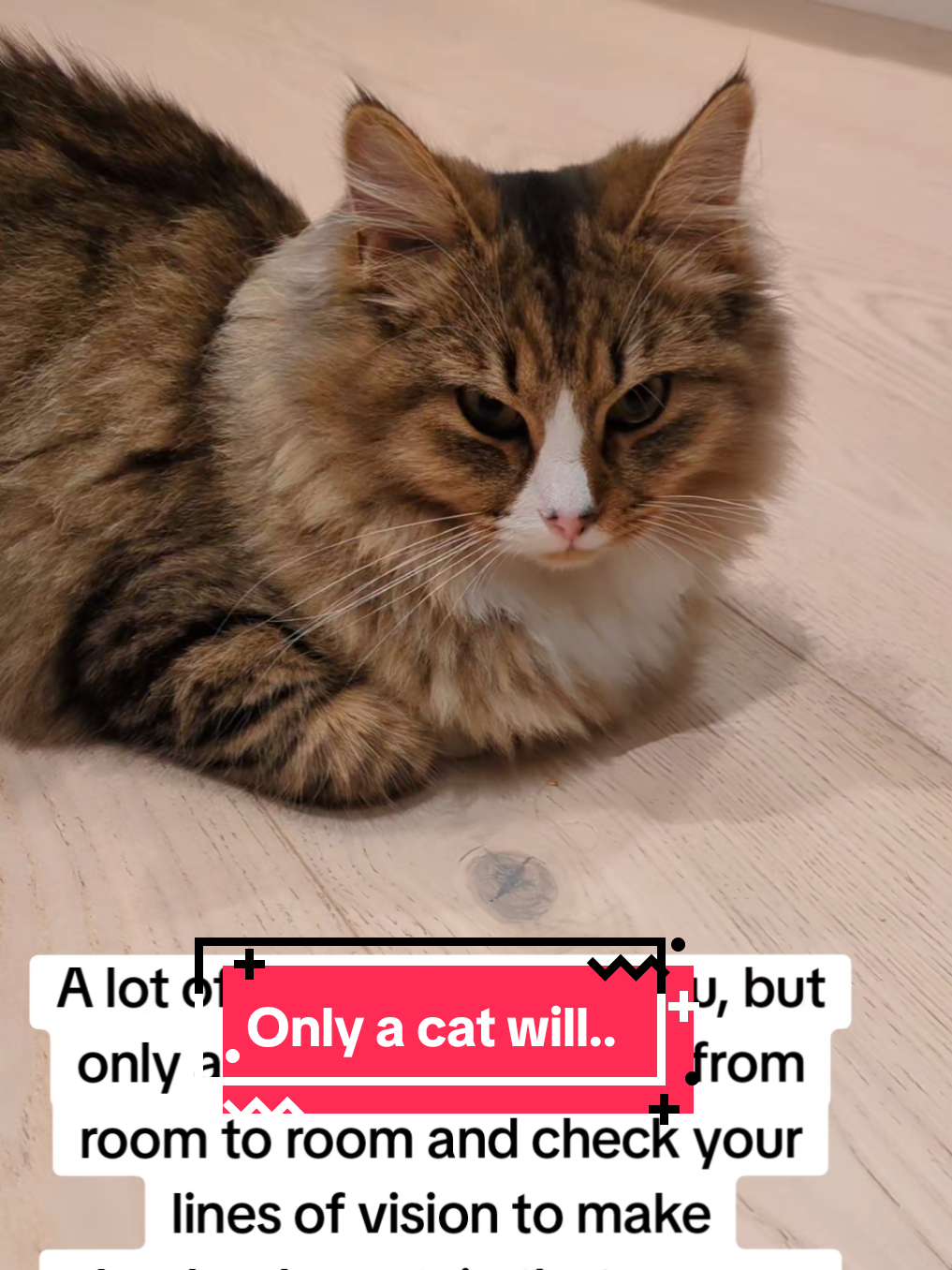 Only a cat will.. #catfacts #cattok #catlovers #catsoftiktok #funnycat 