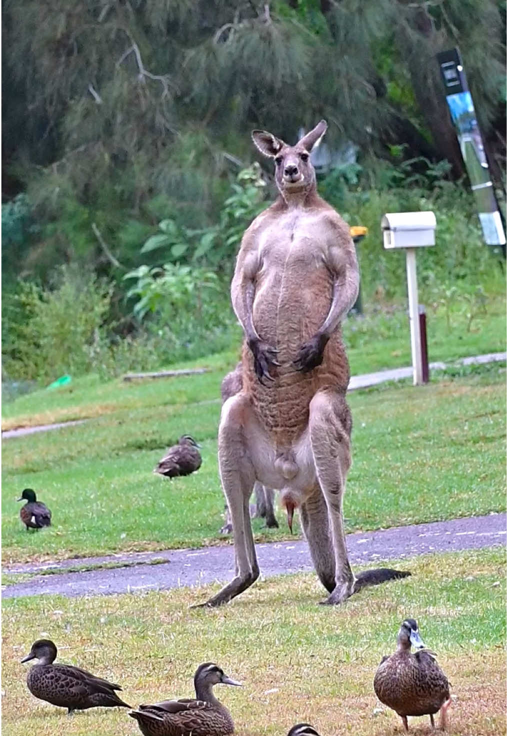 Massive kangaroo showing off #kangaroo #meanwhileinaustralia #cuteanimals #australia #neighborhood #town 