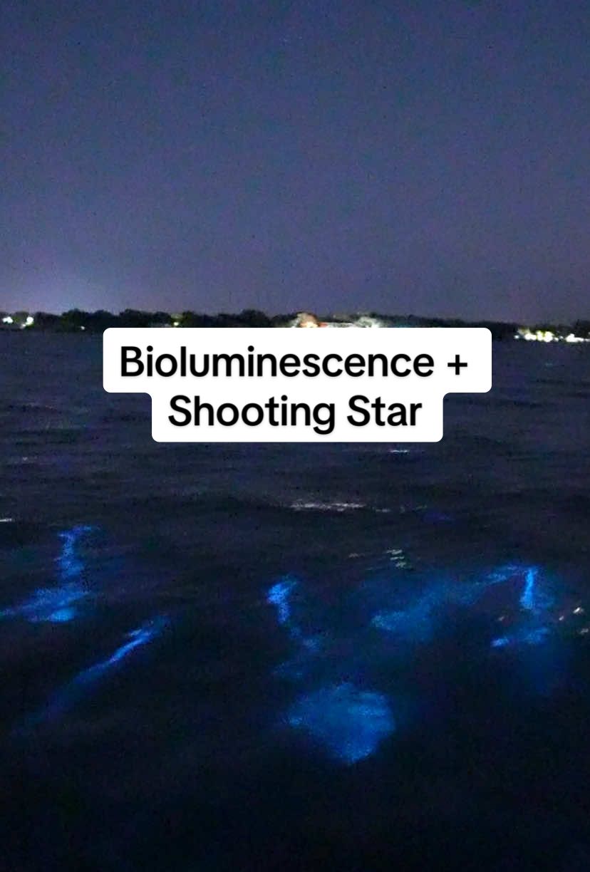 A DREAM come true! 💫 Watch closely in the beginning to see a shooting star!!  Earlier this week, I was going through footage on one of my hard drives, and I found this video of a shooting star and bioluminescence. This was a surprise to me! I have other clips of these two phenomenons coinciding, but I didn’t know about this one. Meteors are one of my favorite things to witness.   📍Indian River Lagoon, Cocoa, FL - August 2023 #bioluminescence #glowing #shootingstar #meteor #floridacheck 