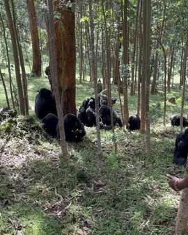 Silverbacks having a face off  It is very common for silverback gorillas to fight when thier groups meet.  #bwindi #uganda #rwandatiktok🇷🇼 #gorillatrekking #gorillas #viral_video 