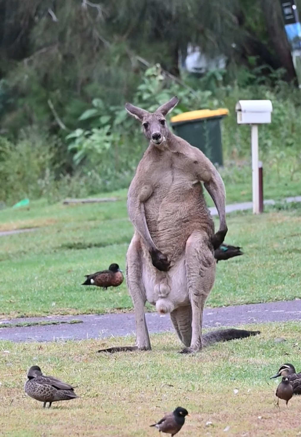 Funny faces in the neighbourhood #kangaroo #meanwhileinaustralia #cuteanimals #australia #neighborhood #town 