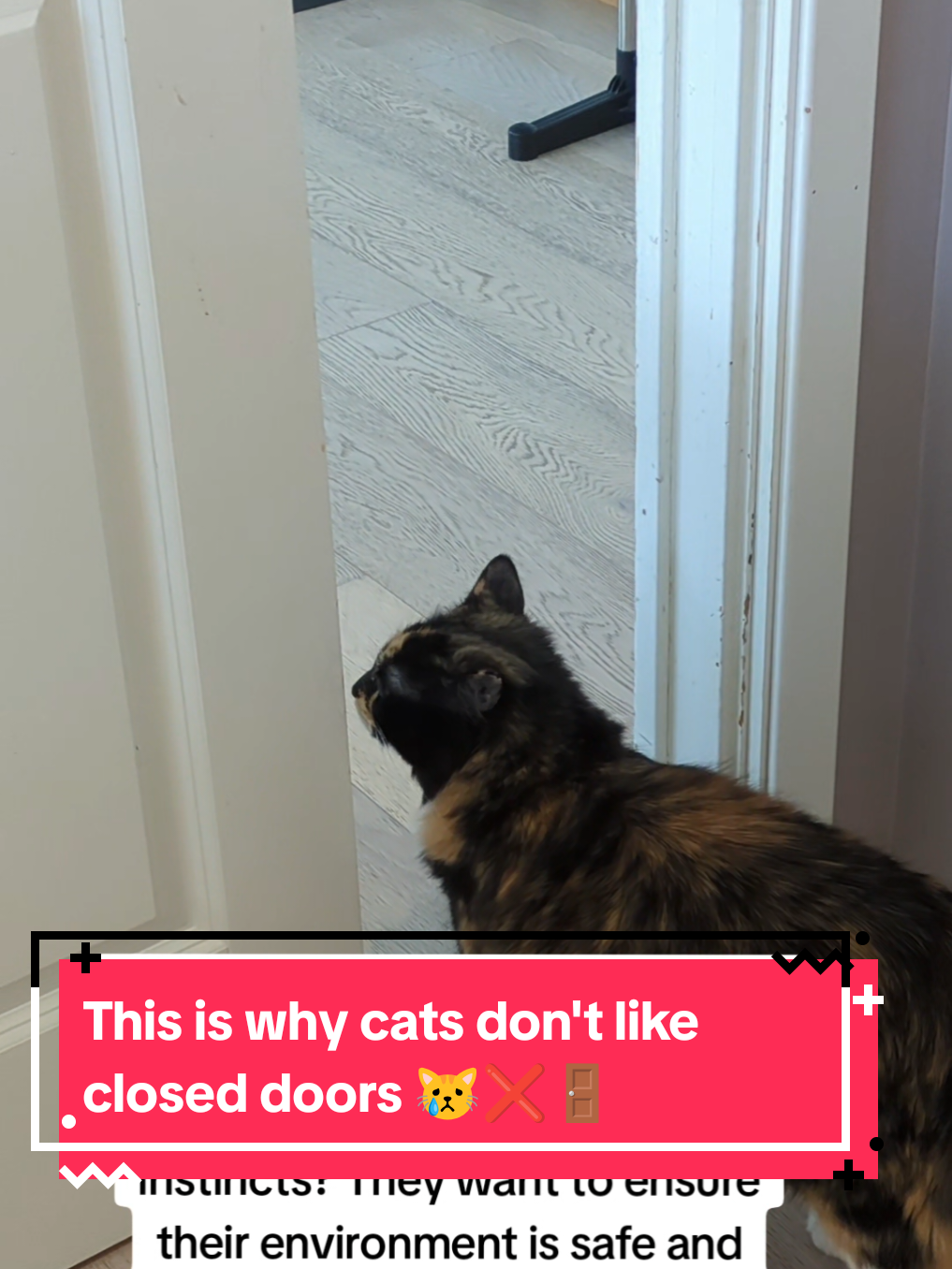 This is why cats don't like closed doors 😿❌🚪 #catsoftiktok #catlovers #cattok #catfacts #kittensoftiktok 