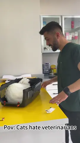 Cat hates vet 😂😂#usa🇺🇸 #cat #cats #tiktok #funnyvideos #fyp #funnycat 
