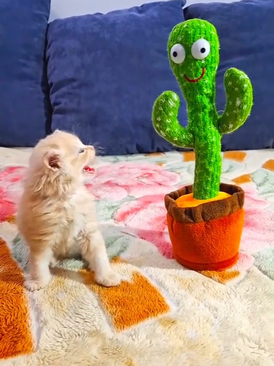 kitten react to a dancing cactus funny  #funny_cat_with_a_dancing_cactus  #funny_kitten_react_to_a_dancing_cactus  #kitten_with_a_dancing_cactus_funny #Funny_animals_with_a_dancing_cactus  #Cat_with_dancing_cactus_funny #funny_dancing_cactus_and_kitten #Funny_kitten #Dancing_Cactus #funny_kitten_video #funny_cat #Funny_animals #kittensoftiktok #funnyvideo #dancing_cactus