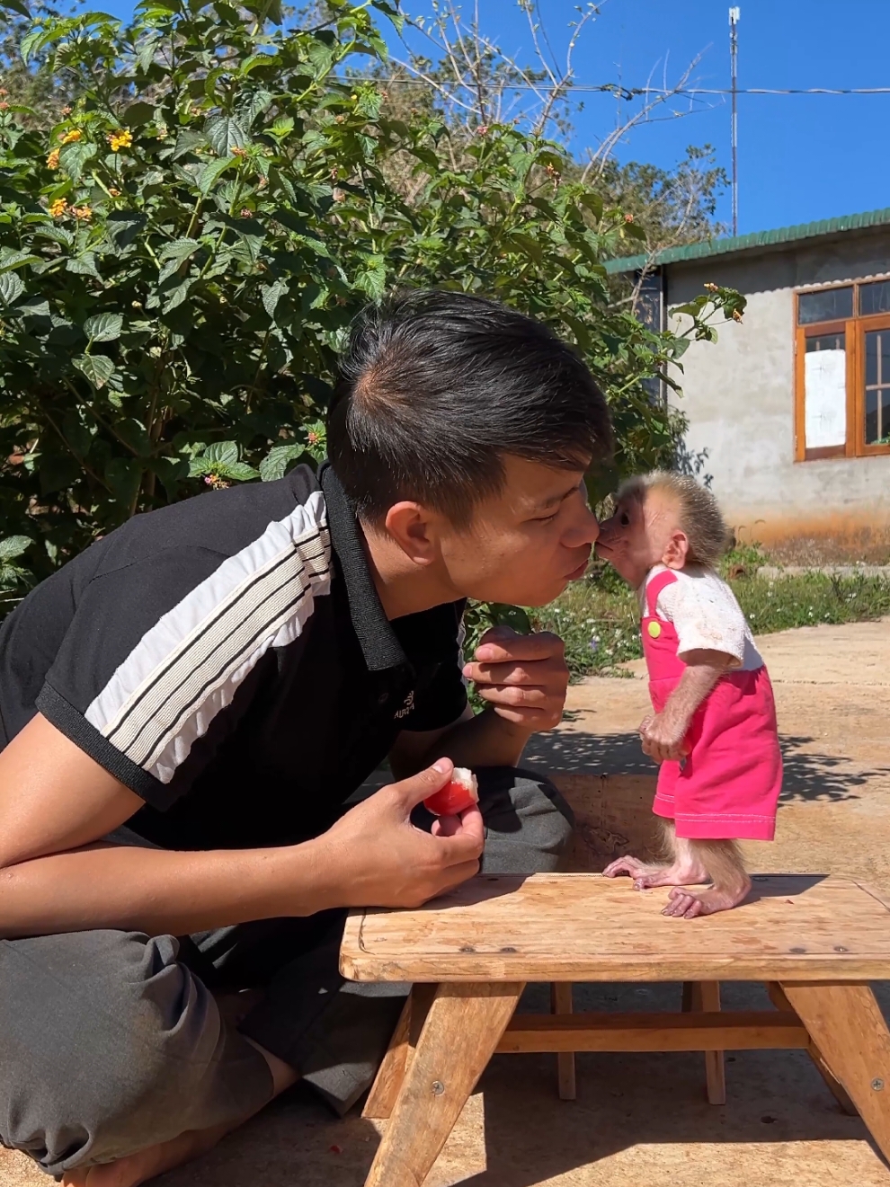 Baby monkey Moon talks to her dad while eating fruit. #monkey #babymonkey #monkeydluffy #monkeysoftiktok #cute 