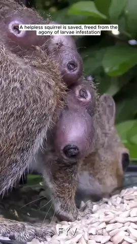 A helplesA helpless squirrel is saved, freed from the agony of larvae infestations squirrel is saved, freed from the agony of larvae infestation  #animalrescue