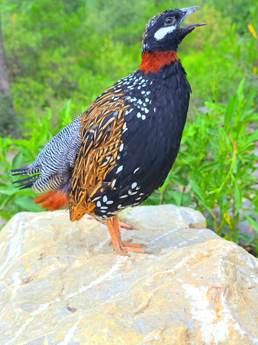 kalateetar Ki Awaz  #wildlife #birdsoftiktok #foryoupage 