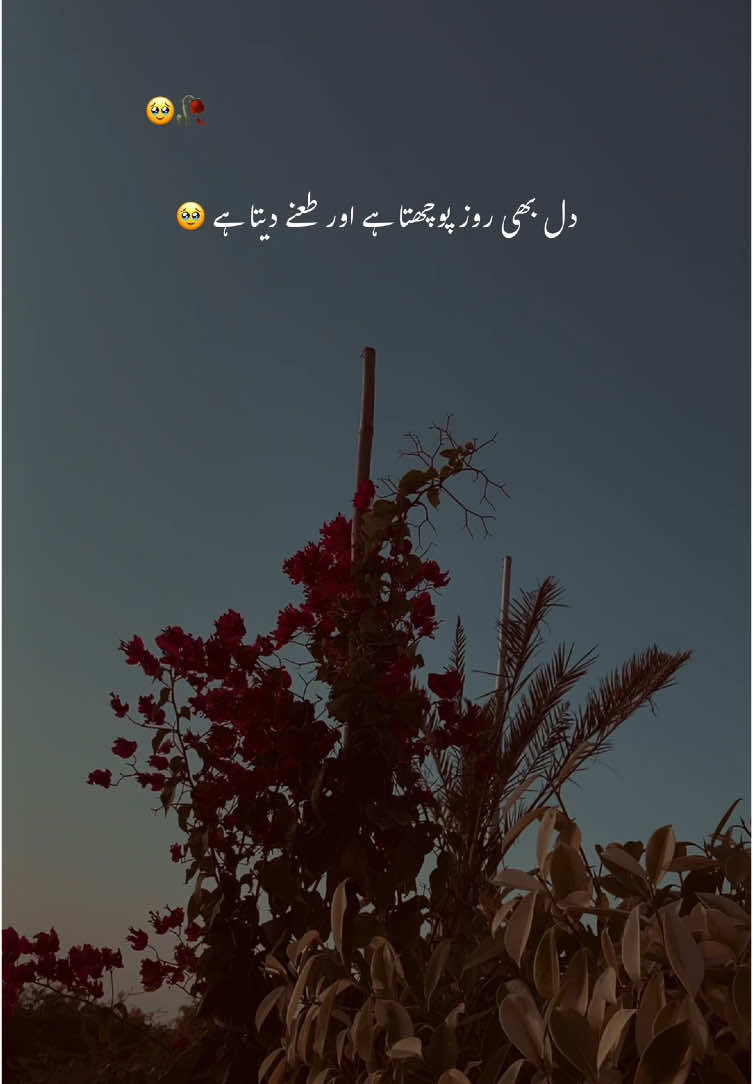 جو بس تمہارا ہوّا کرتا تھا ❤️‍🩹🥹#aesthetic #poetry #poetrystatus #grow #account #foryou #foryoupage #1million #rehann_vibes 