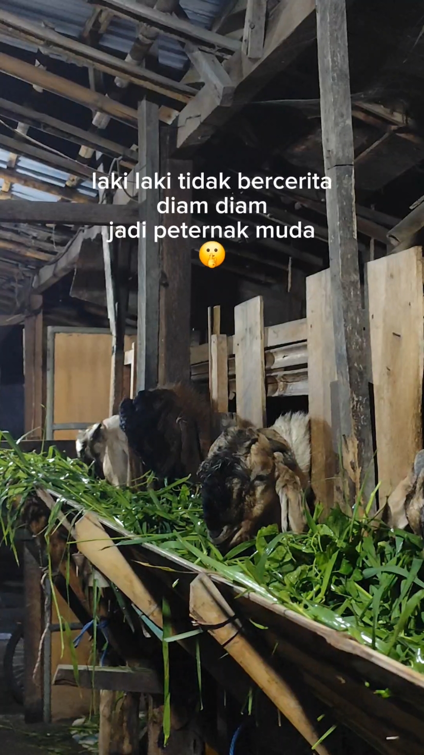 mugo² seng pengen ternak wedus ndang keturutan 😊 #blantikwedus  #peternakmilenial  #kambingaqiqah  #kambingqurban  #kambingetawa  #kambingqurbansemarang  #peternakmudaindonesia  #peternakmuda  #bcmteamsemarang  #kandangkambing  #kambing 