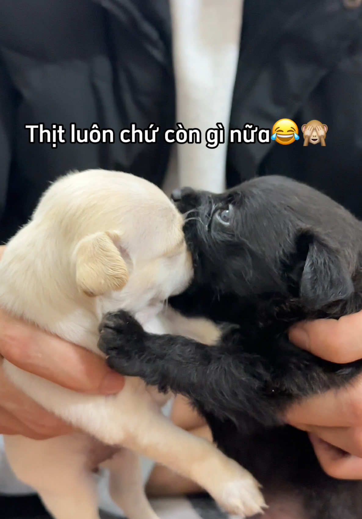 Lâu lắm rồi thièm lắm ròii 🌚 #thucung #fyp #xuhuong #xhhhhhhhhhhhhhhhhhhhhhhh #giadinh #onnhavuima