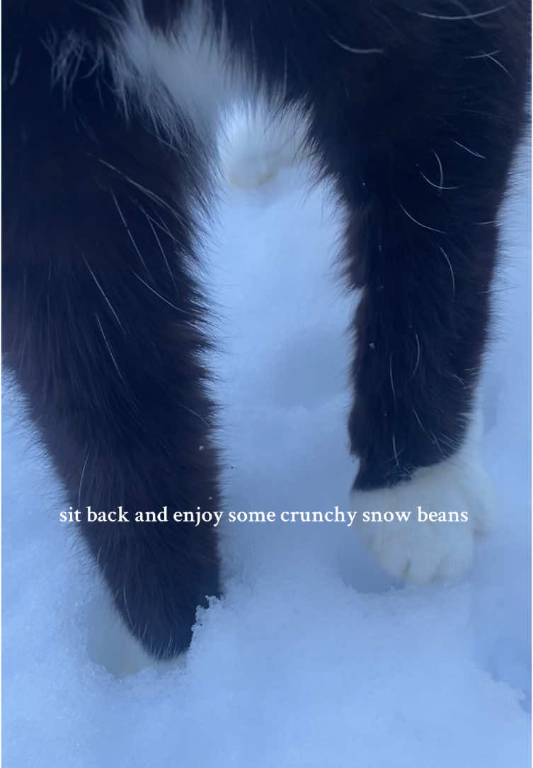 The only way to check the snow depth = snow beans 🫘 #cat #catlover #snowcat 