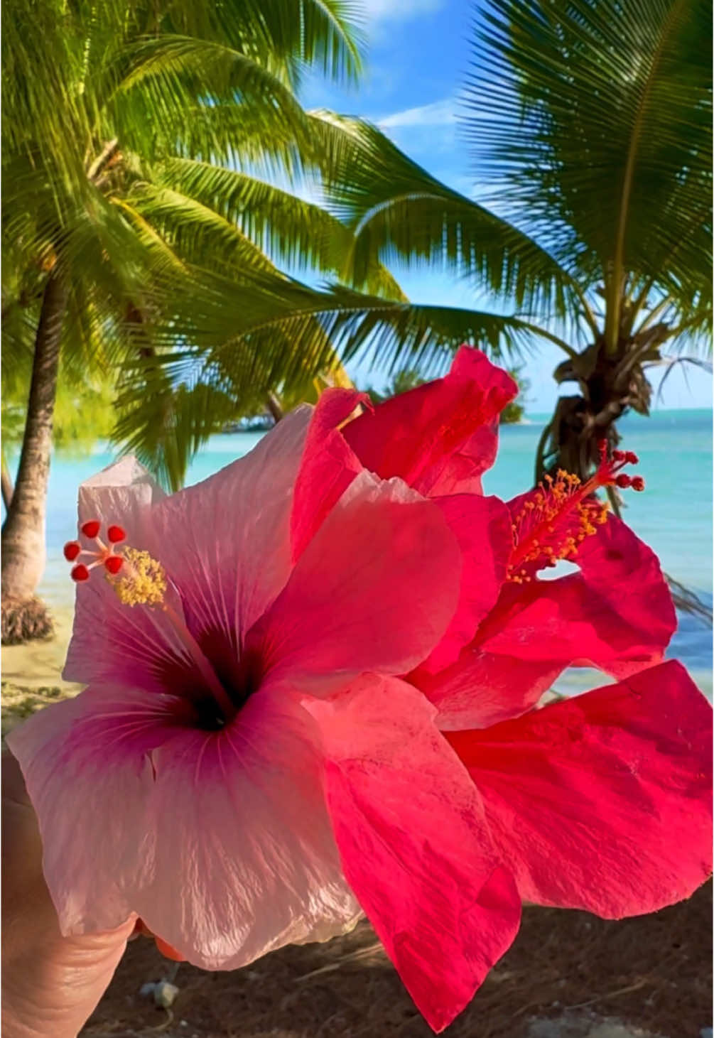 🏝️🌸☀️🌺 #cookislands #aitutaki #flowers #hibiscus #fleurs #beach #beachvibes #tropical #pacific #oceantok #eauturquoise #plage #Summer #moana #chill #goodvibes #landscape #tropicalescape #fryp #pourtoi #paysagederêve #dreamdestination 