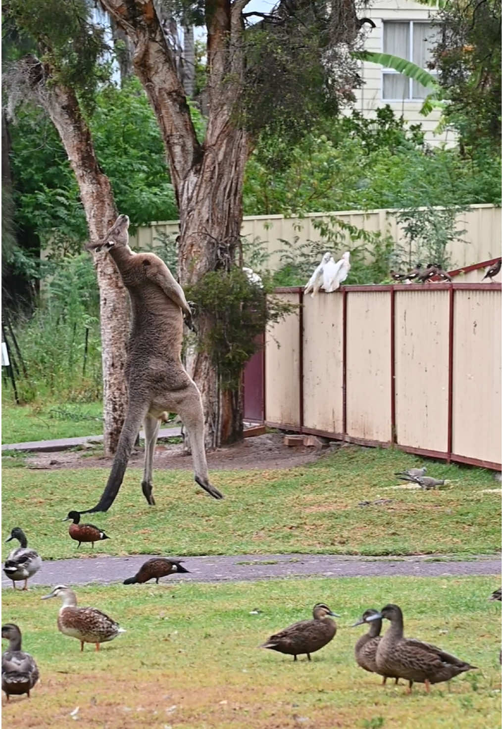 Welcome to my down under world 🗺️ #kangaroo #meanwhileinaustralia #cuteanimals #australia #neighborhood #town 