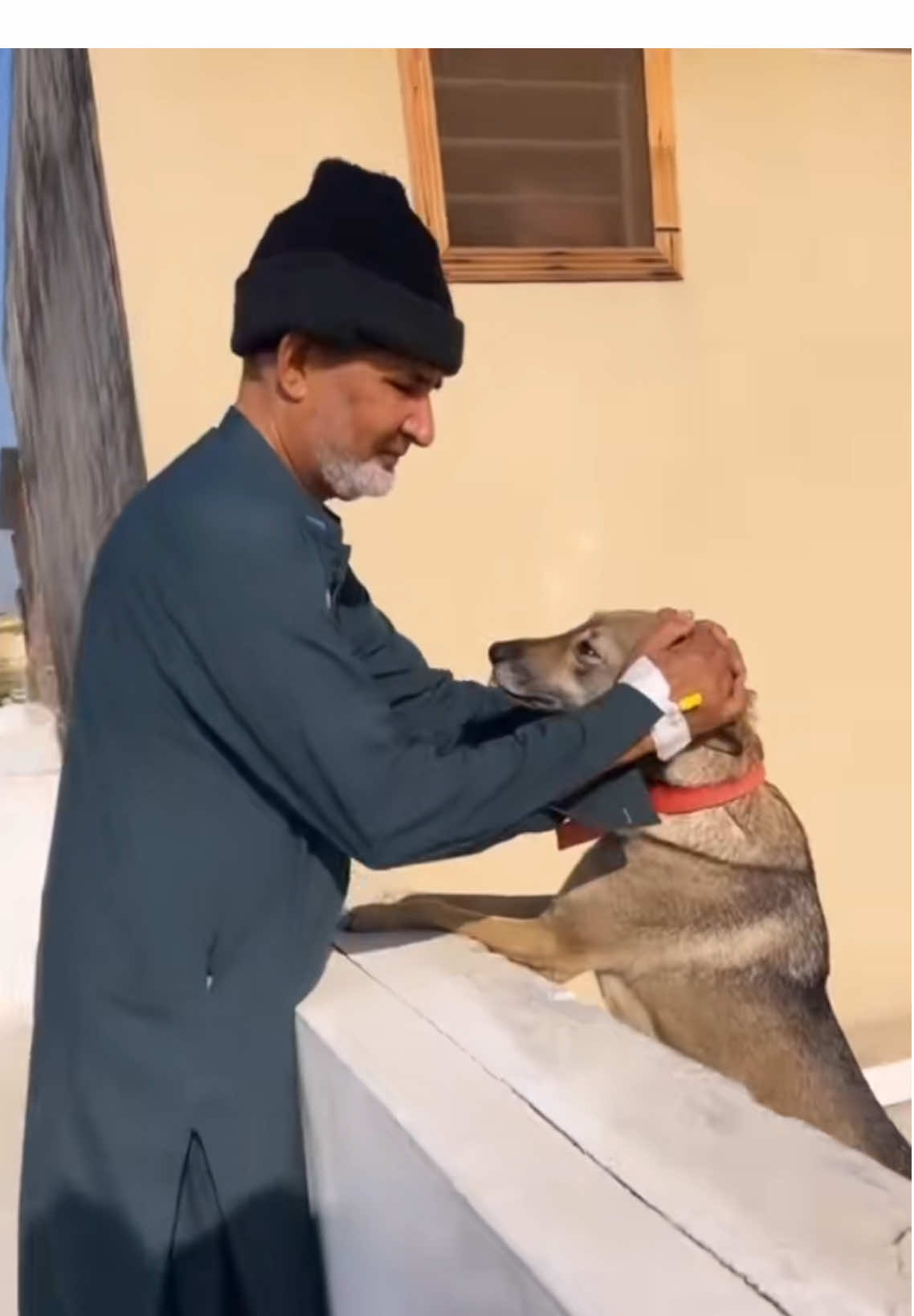 Hoping my dad can meet her this time when he’s there! #rescuedogs #dog #animal #pets #babiesoftiktok #grandparents #grandpa #nanabu #grandfather #grandad #nanabu #abu #nana #grandfathers #granddaughters #family #bond #Love #fyp #foryou #trending 