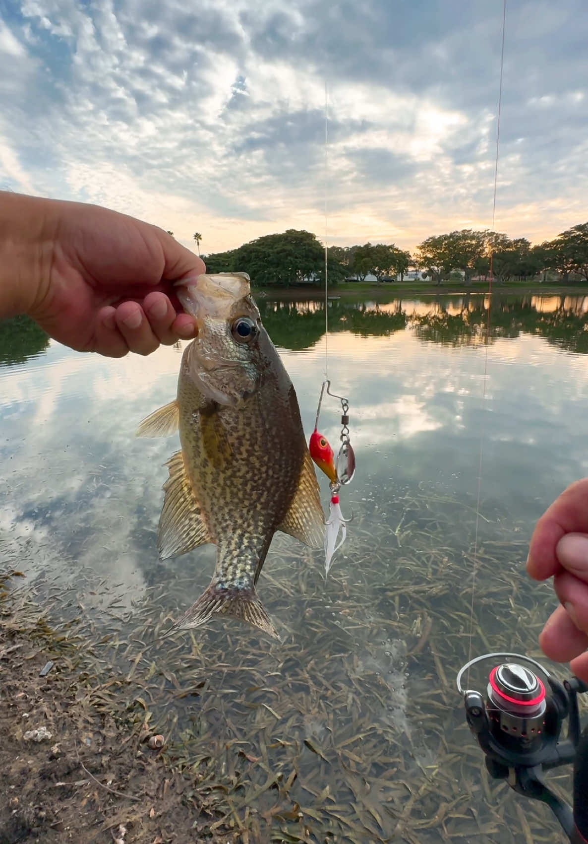 Fishing with my micro to see what the biggest is that I can catch on it. First fish of the quest is a nice lil crappie on the mini tracer shiner spin🔥 Link to my bait is in my bio💪 #urbanfloridafishing #floridafishing #fishingvideos #bassfishing 
