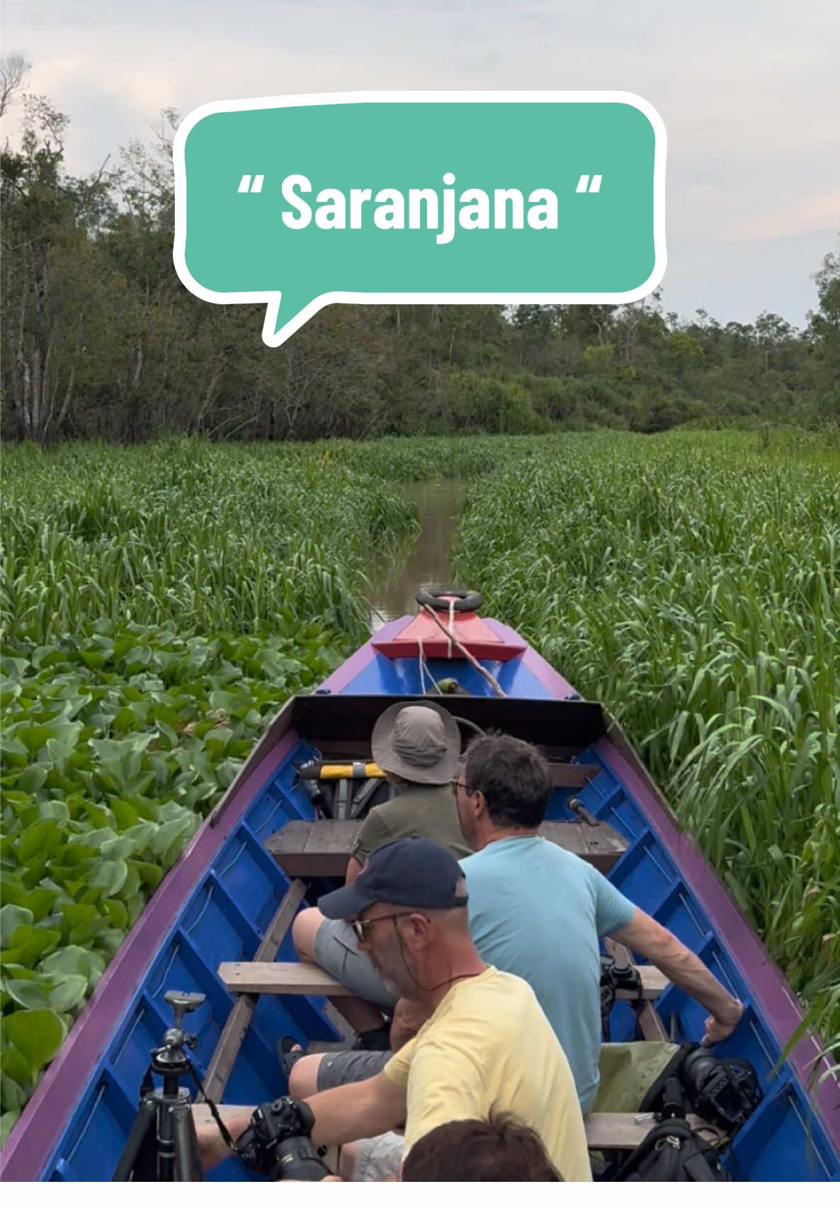 Goes to Saranjana #saranjana #tanjungputing #LIVEhighlights #TikTokLIVE #LIVE #tourist #earth #cantik #beauty #beautiful #tamannasional #park #tanjungputingnationalpark #adventure #bule #indonesia #photography #kumai #pangkalanbun #infopbun #viral #fyp #goib #tour 