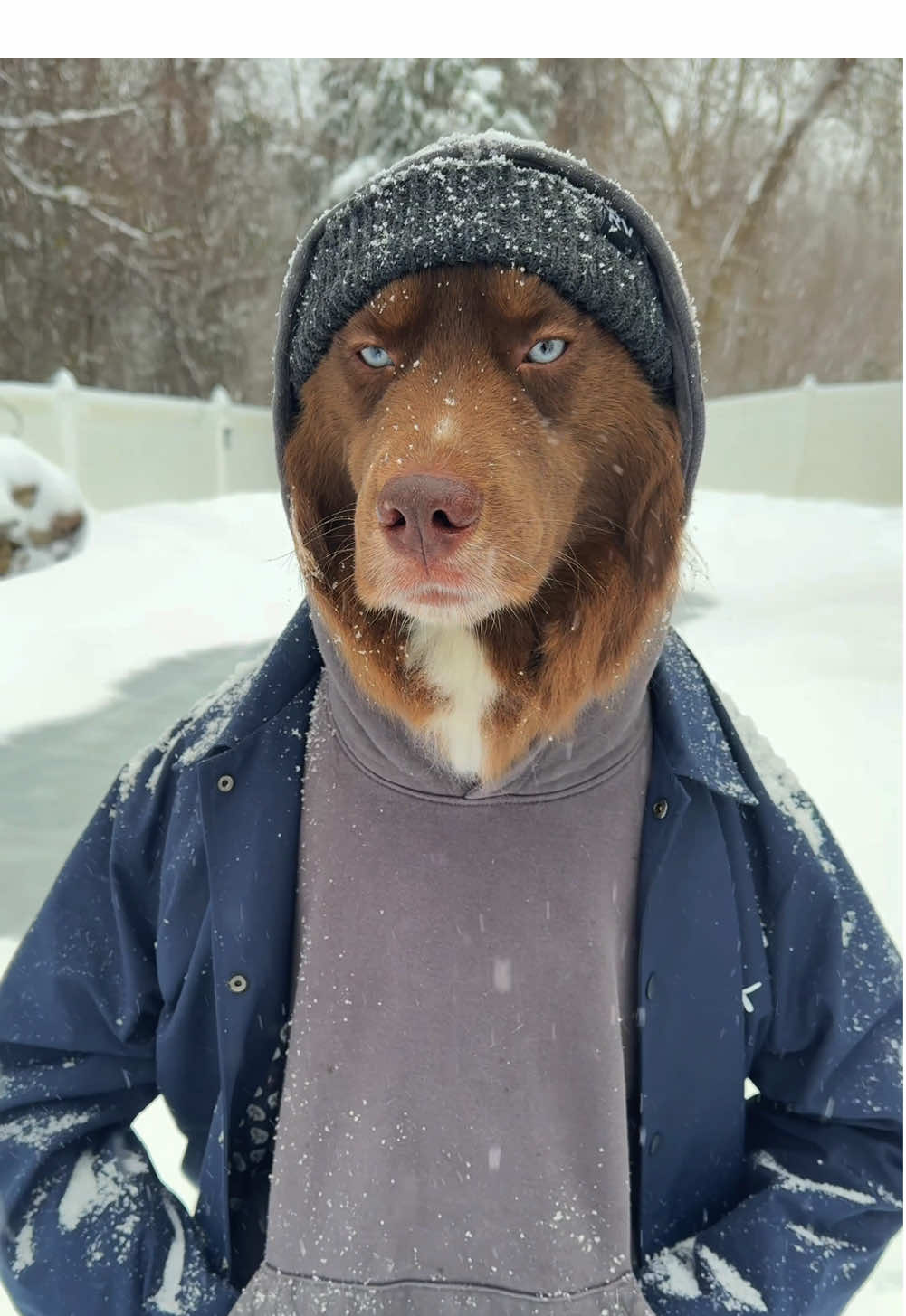 bro doesn’t get cold #dogsinclothes #dogswearingclothes #viraldog #viraldogvideos #viraldogsoftiktok #huskysoftiktok #foryoupage #fyp #drip #winterstormblair 