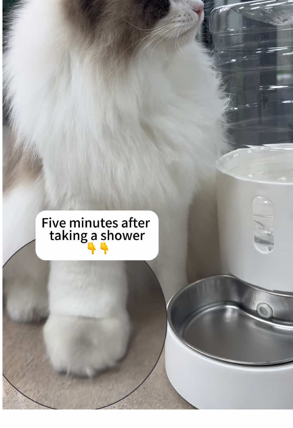 Sure enough, white is easy to get dirty  #catlover #cutecat #catlife #catsoftheday #waterdispenser #petsupplies #catsoftiktok 