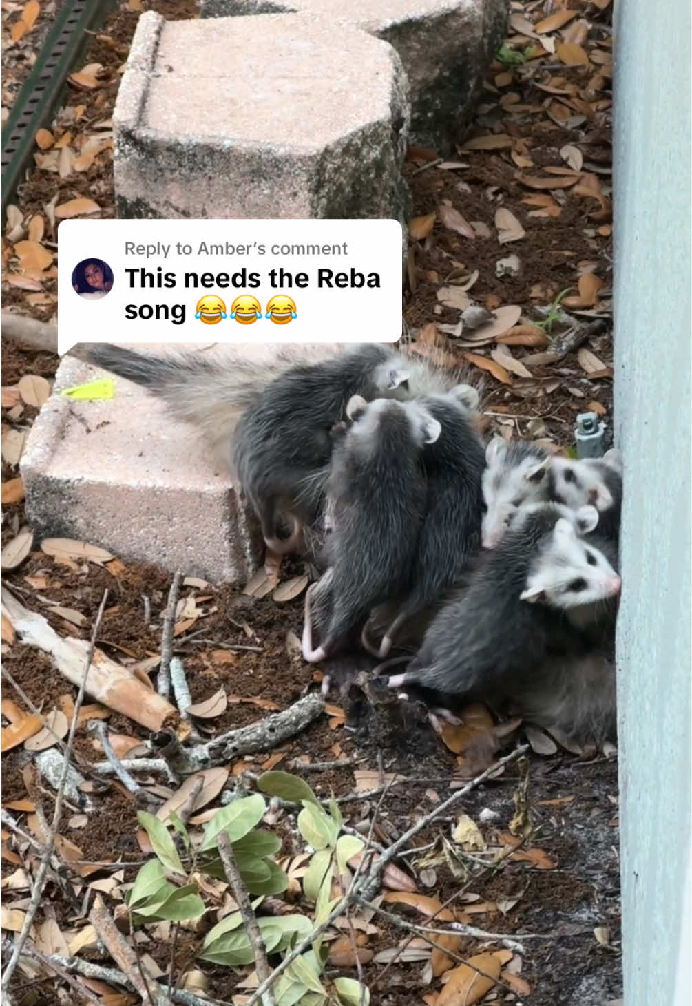 Replying to @Amber She’s a survivor for sure. ♥️ #Opossum #OpossumsOfTikTok For licensing or usage, contact licensing@viralhog.com