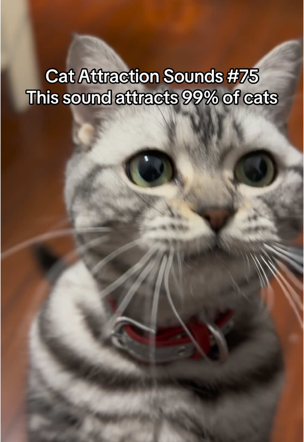 Did your cat react to this sound?😺🎵 #catsoftiktok #catsounds #catsong #meow #catnoises #catcalling #catreaction #kitty #creatorsearchinsights 