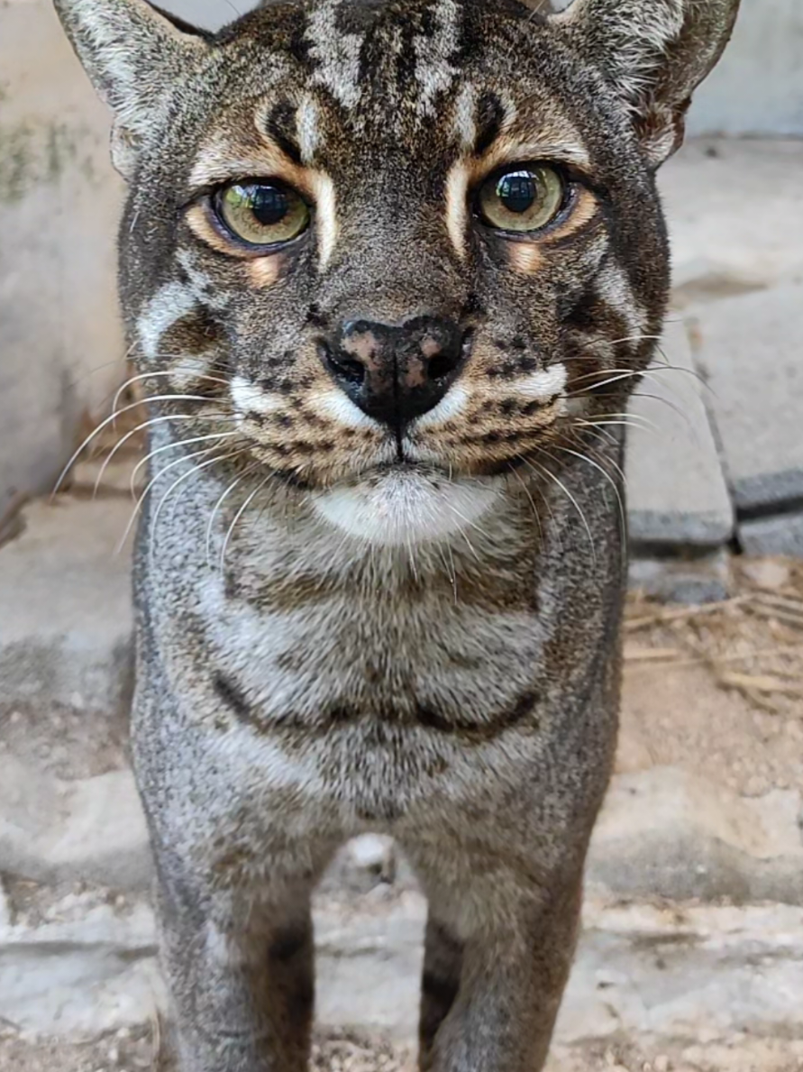 นี้ก็หลังปีใหม่แล้วนะเฮีย #CapCut #viral #wildcatskzoo #Funnycat #Carnivora #Felidae #Happytime #Songkhlazoo 