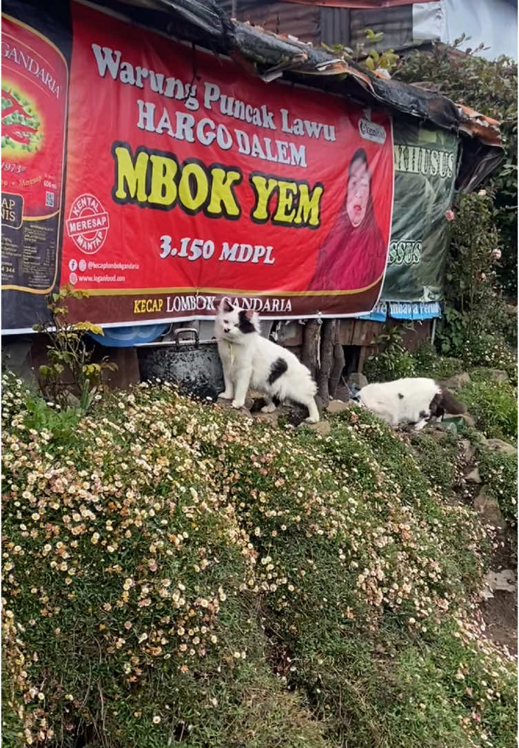 Bunga daisy dan dua kucing gemoynya mbokyem. #pendaki #pendakiindonesia #lawu #lawumountain #cemorosewu #warungmbokyem #fyp #4u 