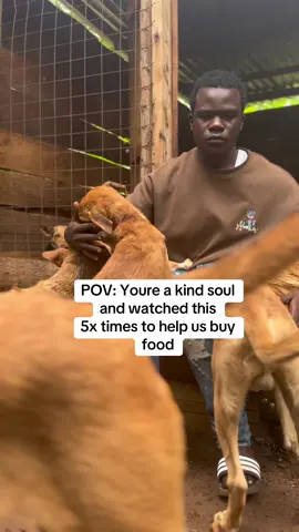 Please link in the  bio to help us buy bags of food at the shelter @ericanimalsshelter#dogsoftiktok 