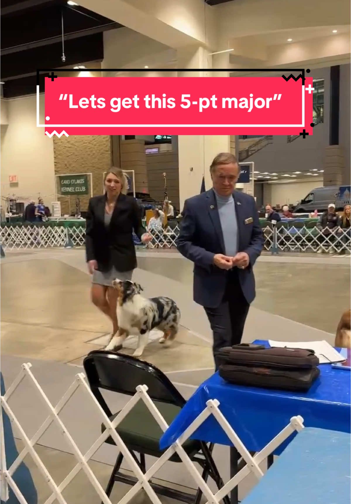 “Hold my beer mom, I got this” 😂😂 I’m so proud of my boy 🥹 #australianshepherd #aussie #dogshow #showdog #dogsoftiktok #PetsOfTikTok #foryoupageofficiall #foryoupage❤️❤️ #2025 #puppytiktok #trending #newyear #conformation #dog 