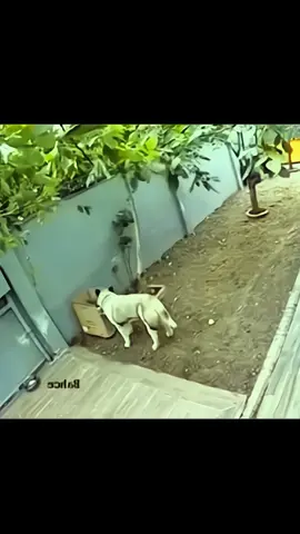 #animals #dog #pitbull #fyp #viralvideo 