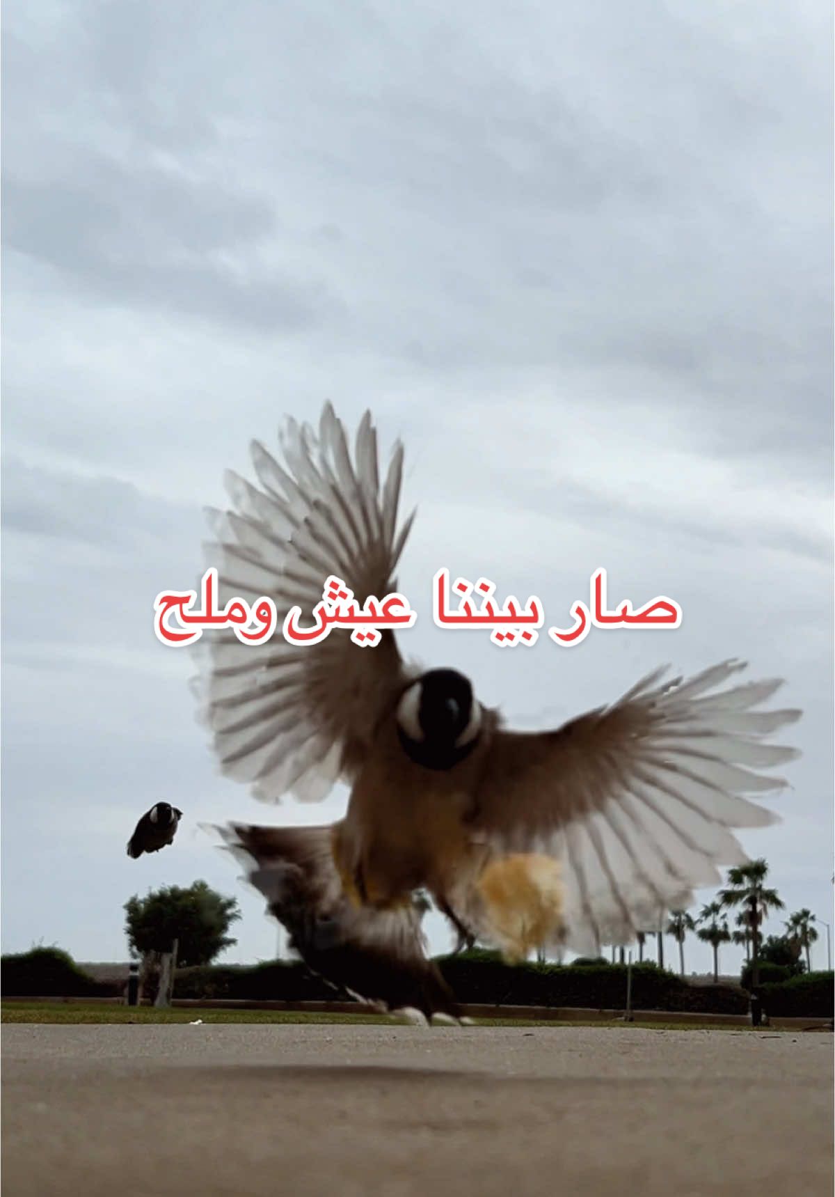 🐦‍⬛🐦‍⬛🍞  #بلابل