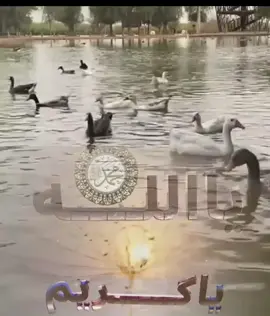 قصة النبي. عليه السلام والأعرابي # ج2#